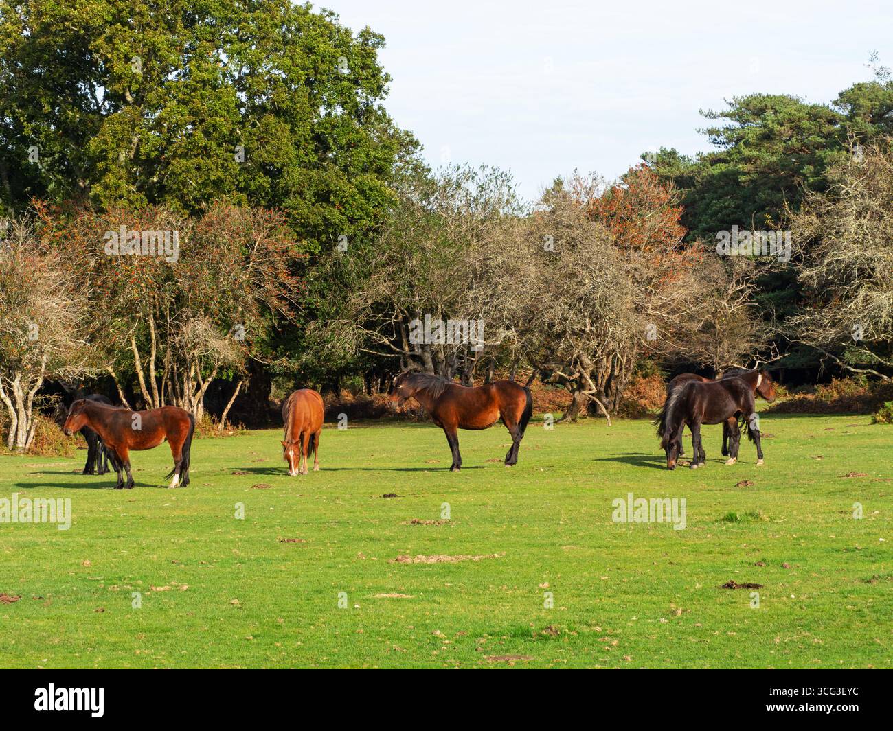 Poney New Forest Equus caballus groupe pâturant et debout sur pelouse herbeuse, Bolderwood, New Forest National Park, Hampshire, Angleterre, Royaume-Uni, octobre 2023 Banque D'Images