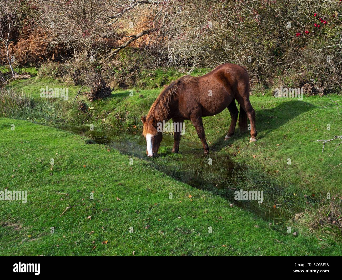 Poney New Forest Equus caballus pâturant dans les prairies inondées à côté du ruisseau Latchmore, avec Hawthorn Crataegus monogyna au-delà, Latchmore Bottom, New for Banque D'Images