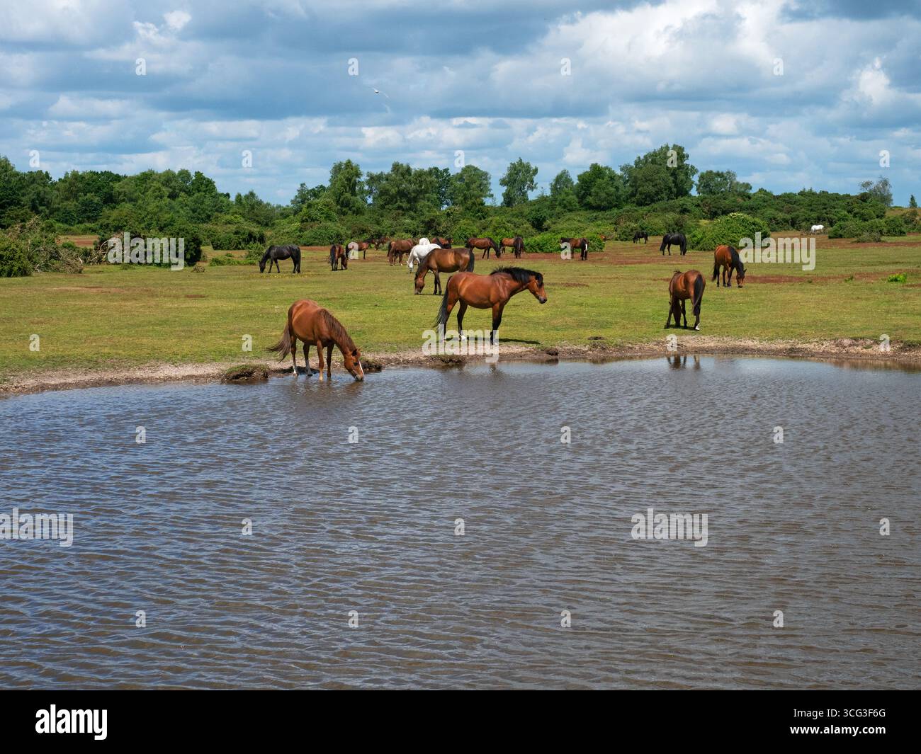 Poney de New Forest Equus caballus groupe à côté d'un étang de prairie, Ibsley Common, New Forest National Park, Hampshire, Angleterre, Royaume-Uni, juin 2024 Banque D'Images