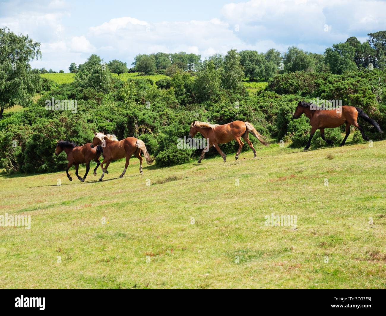 Poney de New Forest Equus caballus Group descendant une banque herbeuse, Ibsley Common, New Forest National Park, Hampshire, Angleterre, Royaume-Uni, juin 2024 Banque D'Images