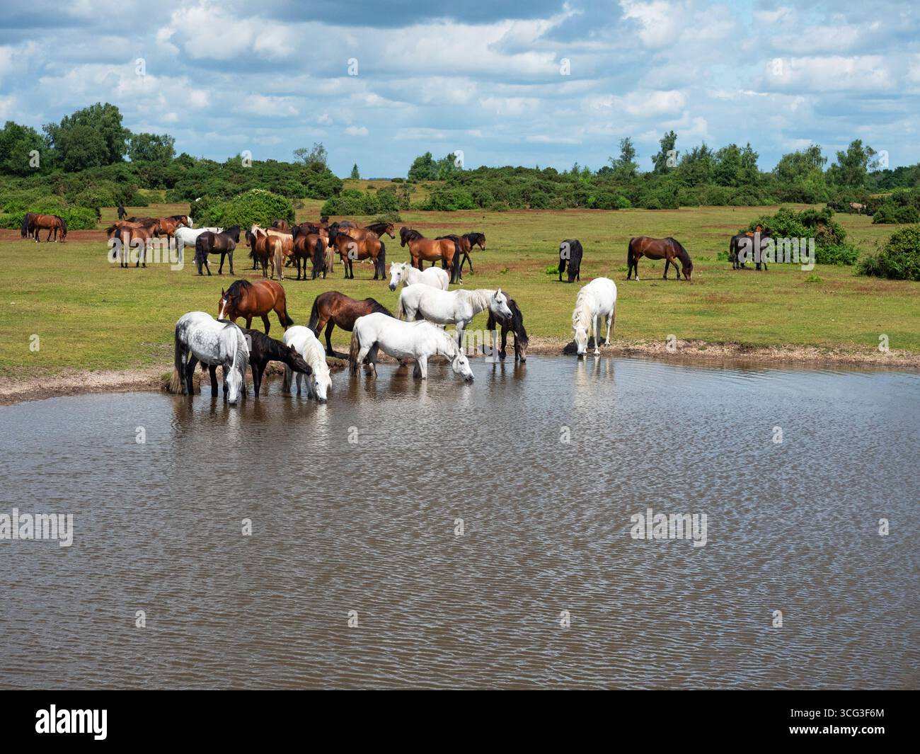 Poney de New Forest Equus caballus groupe à côté et boire dans un étang de prairie, Ibsley Common, New Forest National Park, Hampshire, Angleterre, Royaume-Uni, juin Banque D'Images