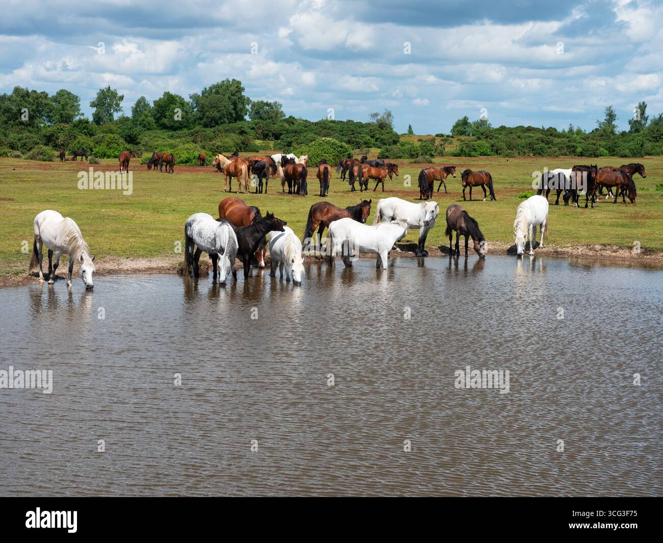 Poney de New Forest Equus caballus groupe à côté et boire dans un étang de prairie, Ibsley Common, New Forest National Park, Hampshire, Angleterre, Royaume-Uni, juin Banque D'Images