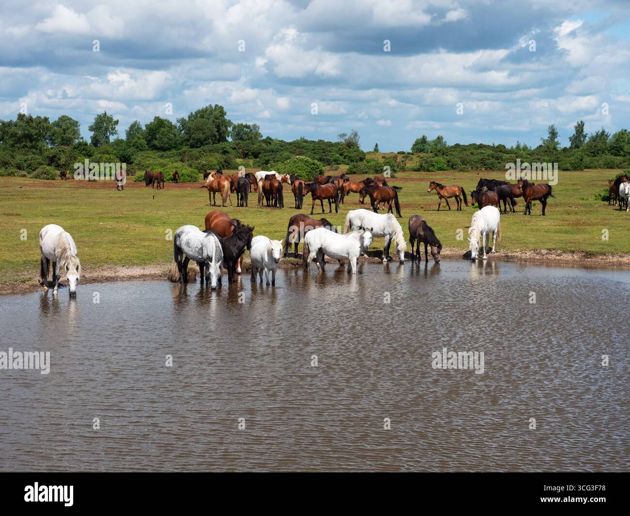 Poney de New Forest Equus caballus groupe à côté et boire dans un étang de prairie, Ibsley Common, New Forest National Park, Hampshire, Angleterre, Royaume-Uni, juin Banque D'Images