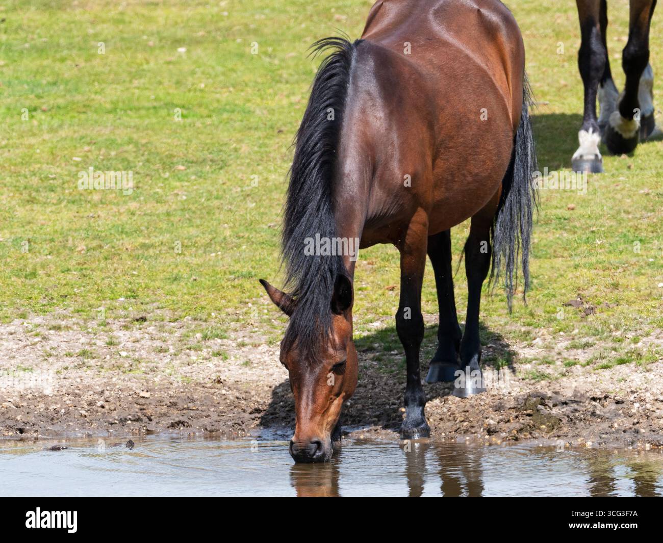Poney New Forest Equus caballus buvant dans un étang de prairie, Ibsley Common, New Forest National Park, Hampshire, Angleterre, Royaume-Uni, juin 2024 Banque D'Images