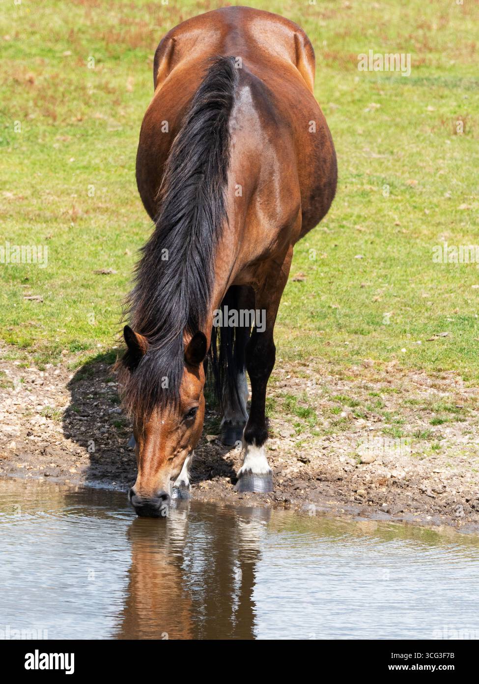Poney New Forest Equus caballus buvant dans un étang de prairie, Ibsley Common, New Forest National Park, Hampshire, Angleterre, Royaume-Uni, juin 2024 Banque D'Images