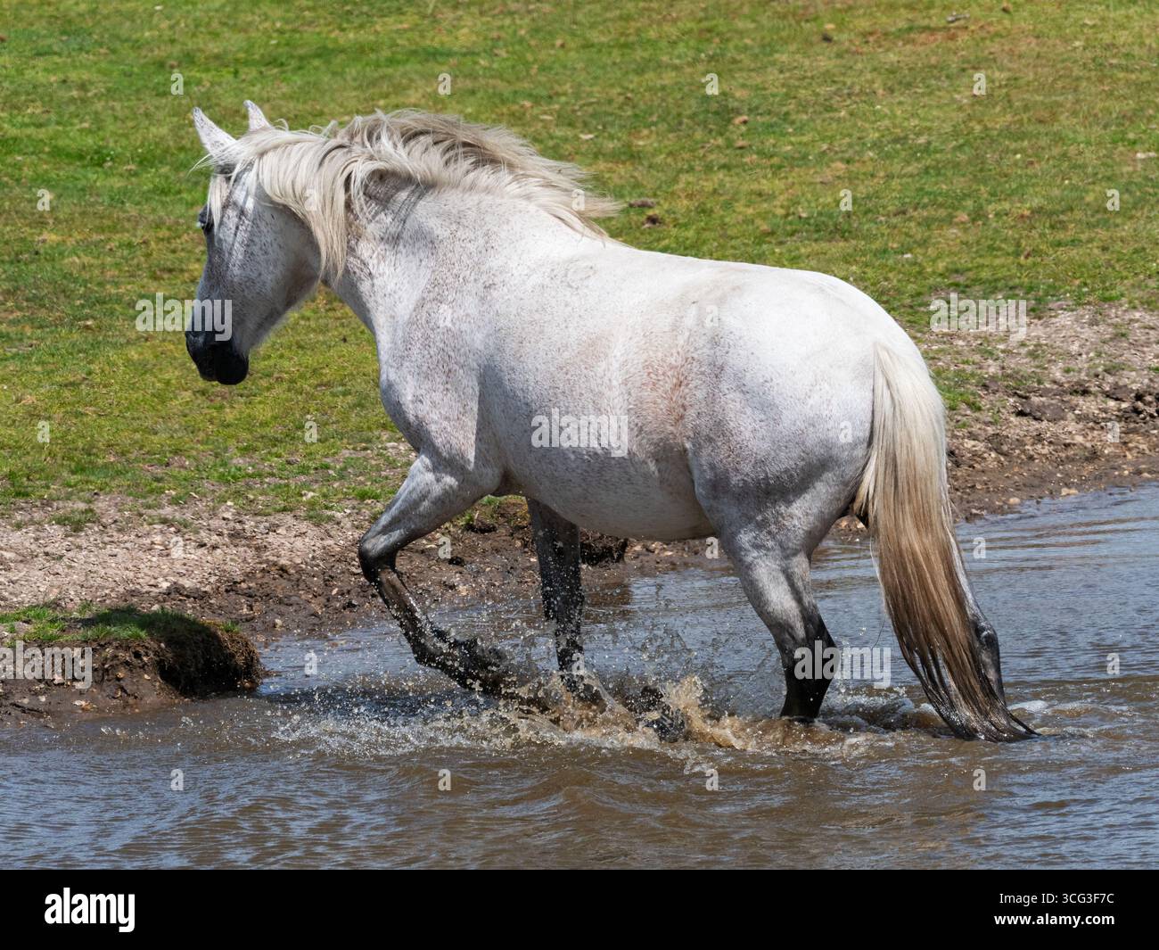 Poney New Forest Equus caballus buvant dans un étang de prairie, Ibsley Common, New Forest National Park, Hampshire, Angleterre, Royaume-Uni, juin 2024 Banque D'Images