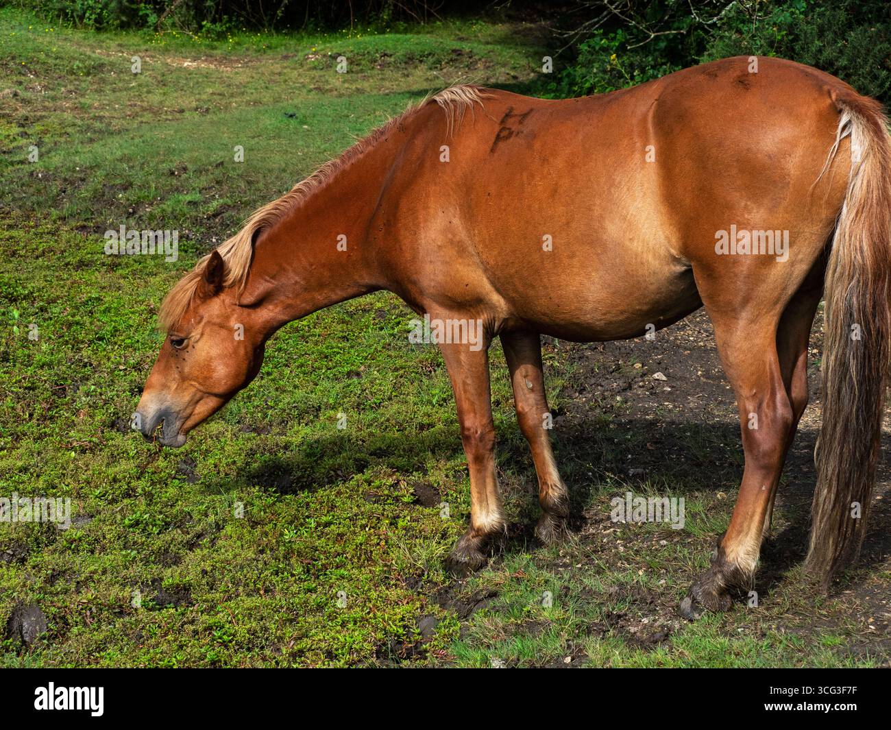 Poney de New Forest Equus caballus mangeant la pierre des marais australiens Crassula helmsii et Hampshire purslane Ludwigia palustris, étang de Hatchet, New Forest Banque D'Images