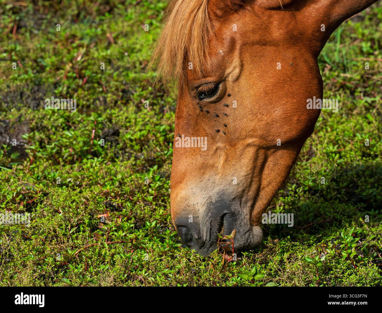 Poney de New Forest Equus caballus mangeant la pierre des marais australiens Crassula helmsii et Hampshire purslane Ludwigia palustris, étang de Hatchet, New Forest Banque D'Images