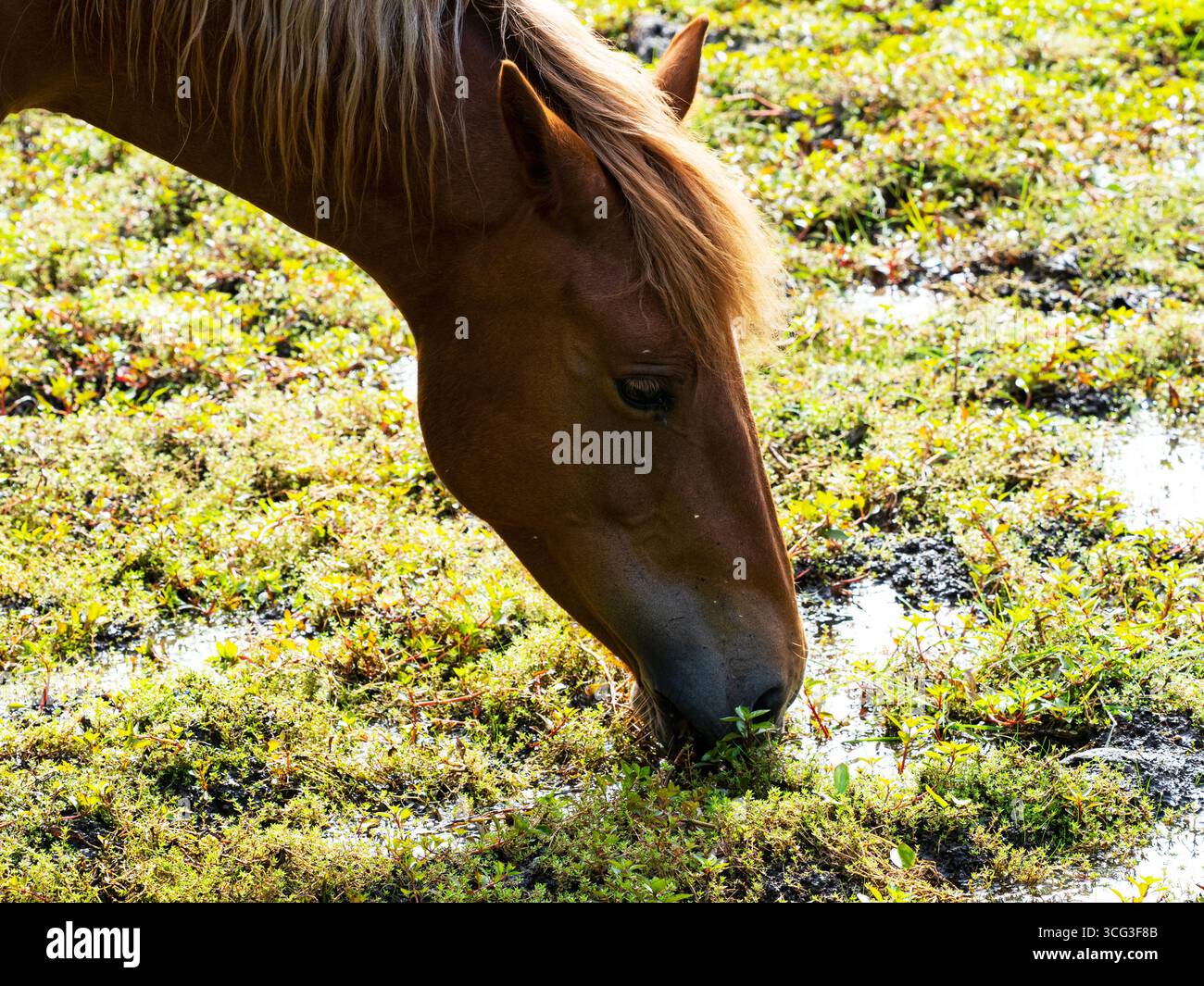 Poney de New Forest Equus caballus mangeant la pierre des marais australiens Crassula helmsii, étang de Hatchet, parc national de New Forest, Hampshire, Angleterre, Royaume-Uni, août Banque D'Images