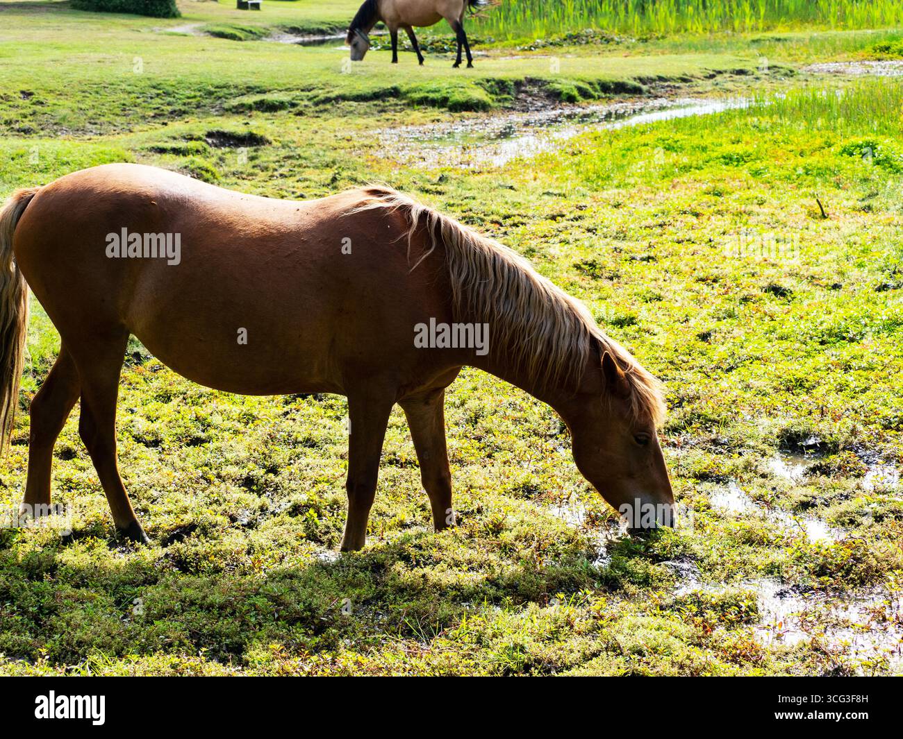 Poney de New Forest Equus caballus mangeant la pierre des marais australiens Crassula helmsii, étang de Hatchet, parc national de New Forest, Hampshire, Angleterre, Royaume-Uni, août Banque D'Images