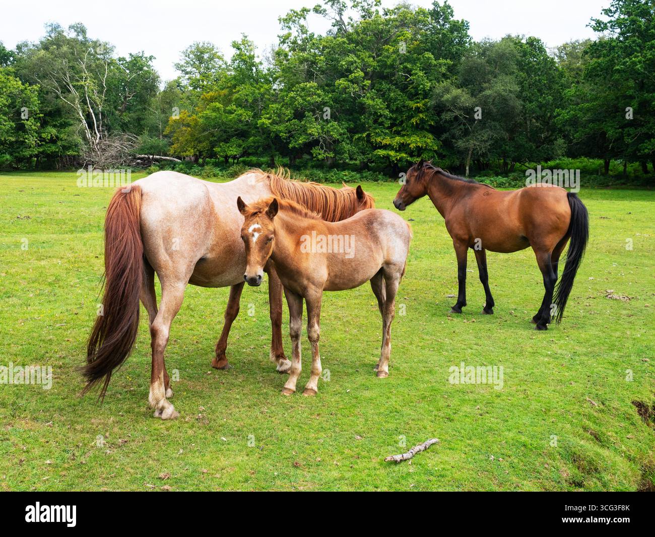 Poney New Forest Equus caballus groupe sur la zone herbeuse à côté du cours supérieur de la rivière Beaulieu à Mallard Wood, parc national New Forest, Hampshir Banque D'Images