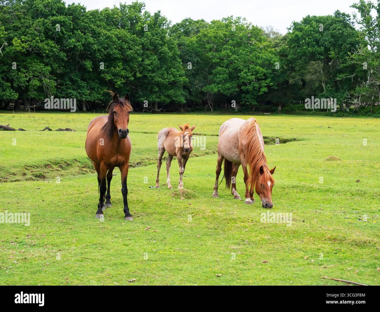 Poney New Forest Equus caballus groupe sur la zone herbeuse à côté du cours supérieur de la rivière Beaulieu à Mallard Wood, parc national New Forest, Hampshir Banque D'Images