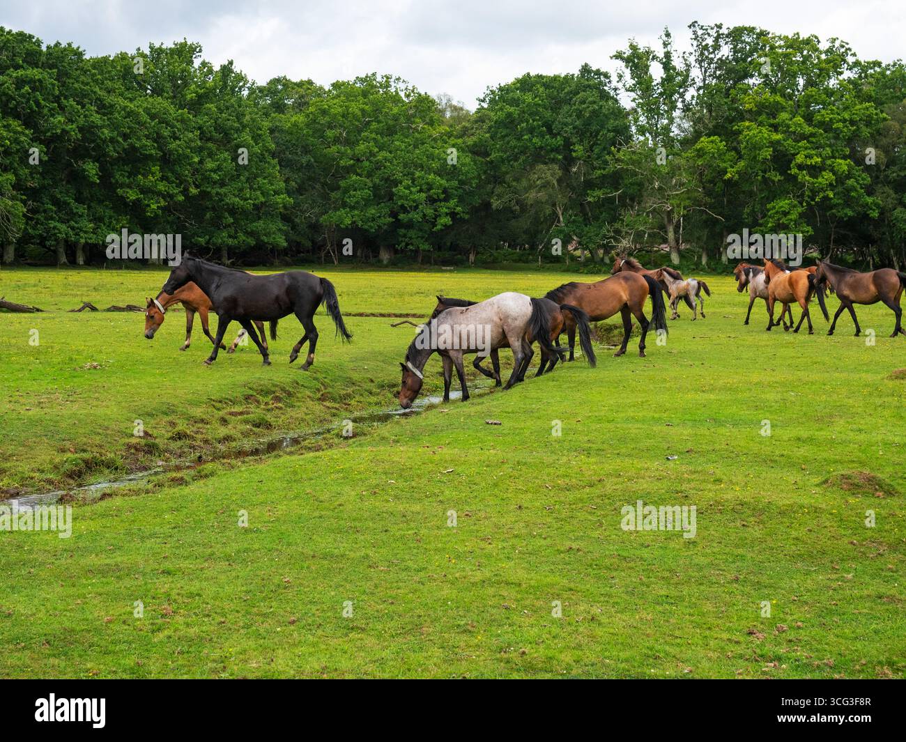 Poney New Forest Equus caballus groupe sur la zone herbeuse à côté du cours supérieur de la rivière Beaulieu à Mallard Wood, parc national New Forest, Hampshir Banque D'Images