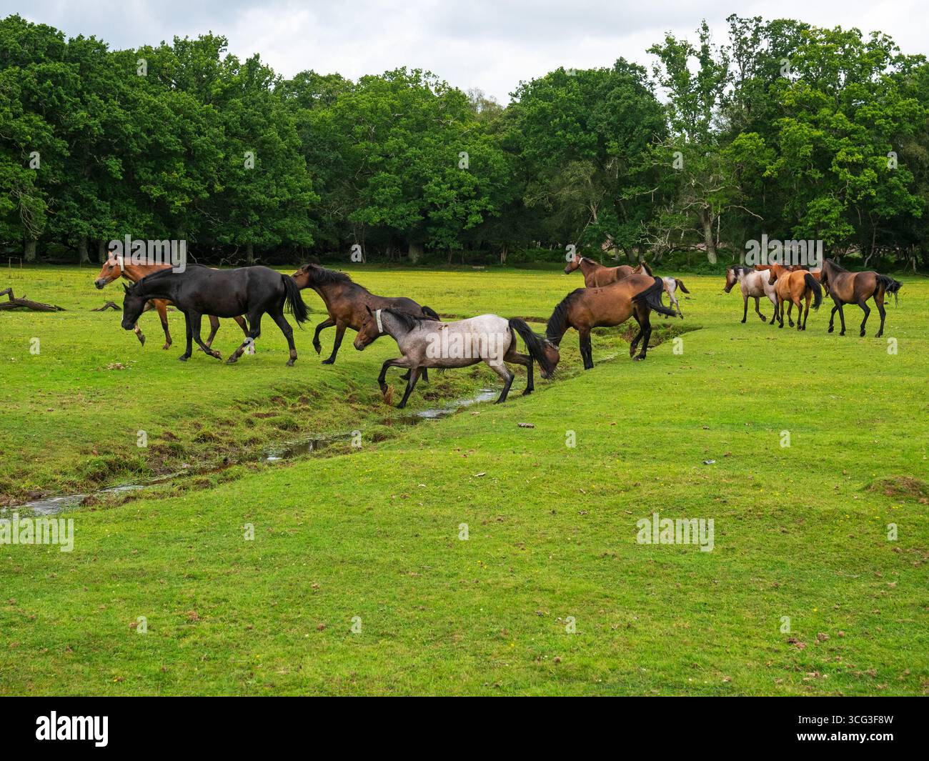Poney New Forest Equus caballus groupe sur la zone herbeuse à côté du cours supérieur de la rivière Beaulieu à Mallard Wood, parc national New Forest, Hampshir Banque D'Images