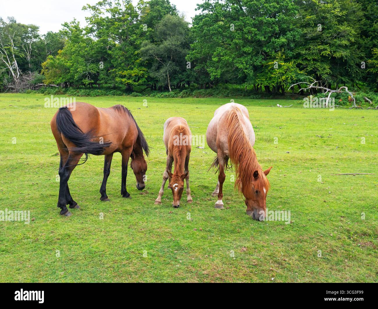 Poney New Forest Equus caballus groupe sur la zone herbeuse à côté du cours supérieur de la rivière Beaulieu à Mallard Wood, parc national New Forest, Hampshir Banque D'Images