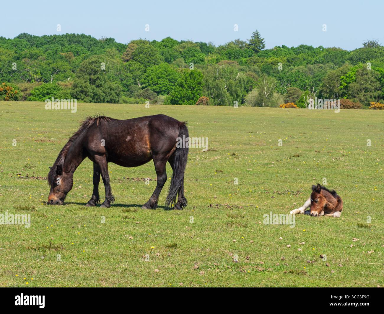 Poney de New Forest Equus caballus jument et poulain sur Whitefield Moor, près de Brockenhurst, New Forest National Park, Hampshire, Angleterre, Royaume-Uni, mai 2025 Banque D'Images
