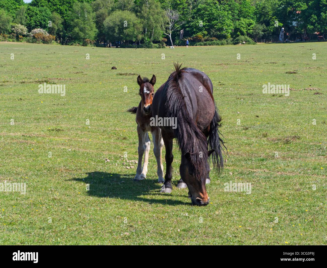 Poney de New Forest Equus caballus jument et poulain sur Whitefield Moor, près de Brockenhurst, New Forest National Park, Hampshire, Angleterre, Royaume-Uni, mai 2025 Banque D'Images