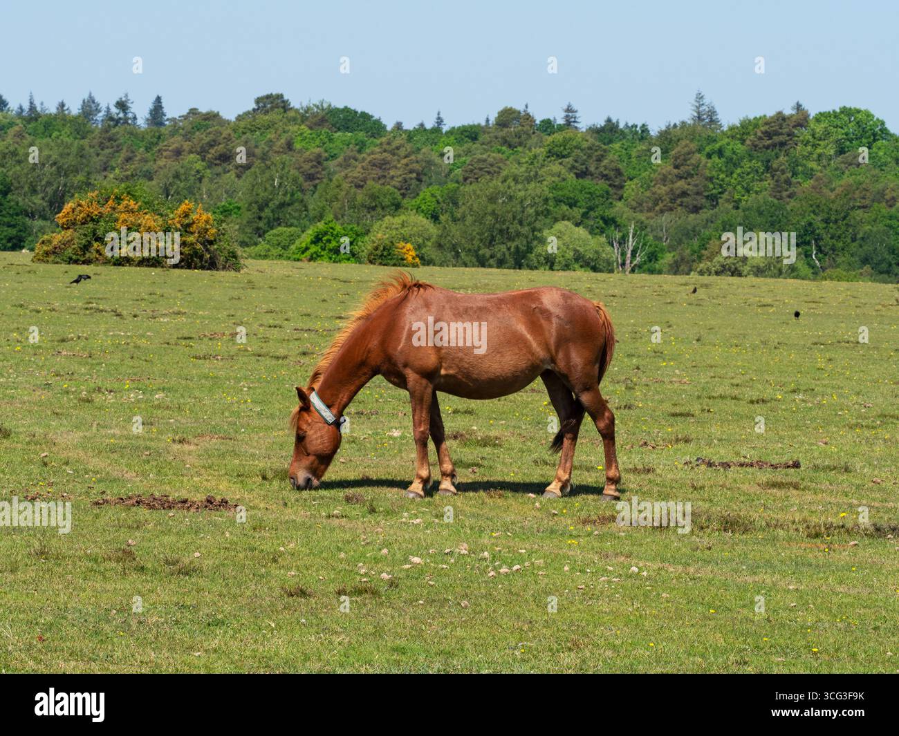 Poney de New Forest Equus caballus jument avec collier nourri sur Whitefield Moor, près de Brockenhurst, New Forest National Park, Hampshire, Angleterre, Royaume-Uni, mai Banque D'Images
