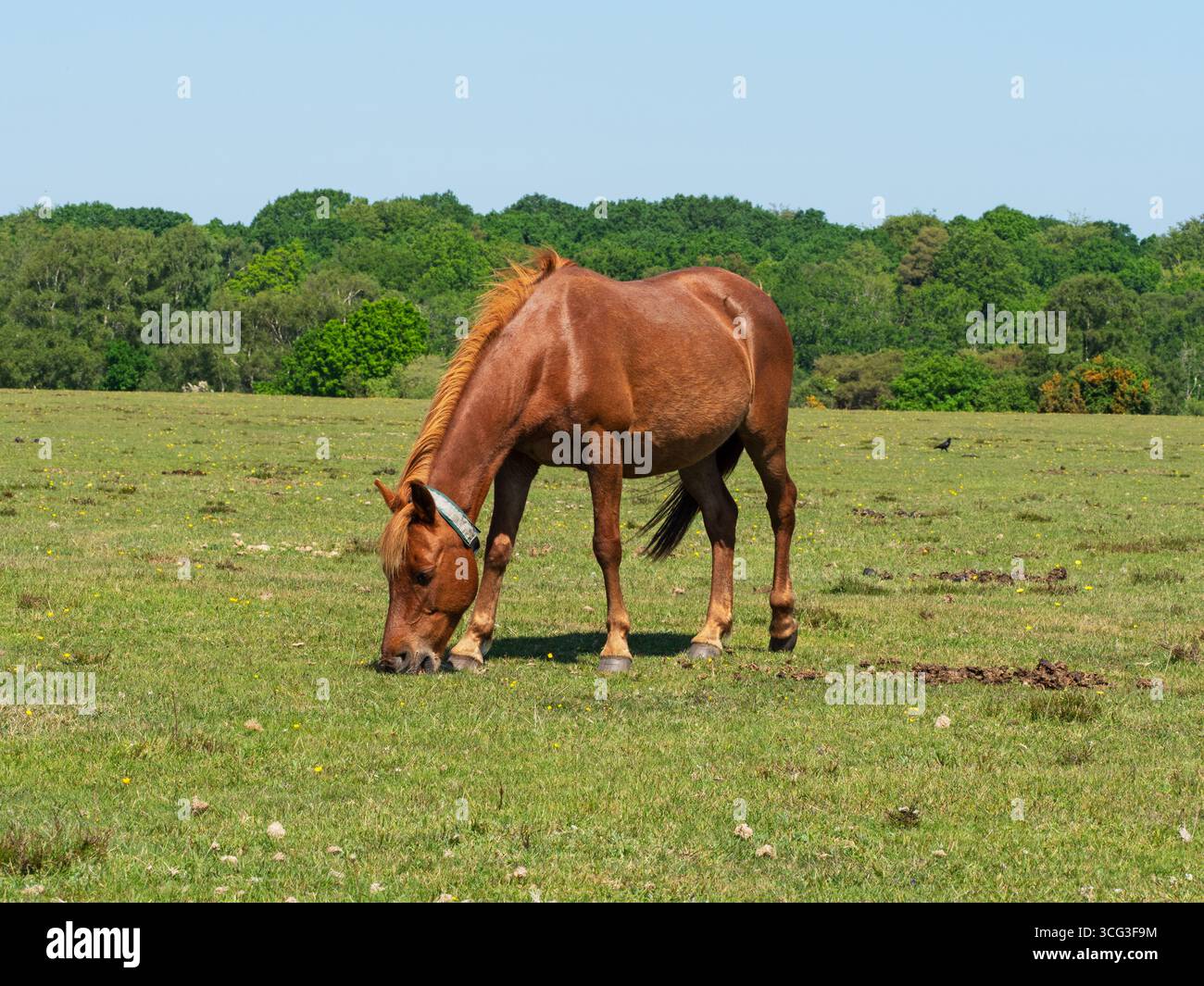 Poney de New Forest Equus caballus jument avec collier nourri sur Whitefield Moor, près de Brockenhurst, New Forest National Park, Hampshire, Angleterre, Royaume-Uni, mai Banque D'Images