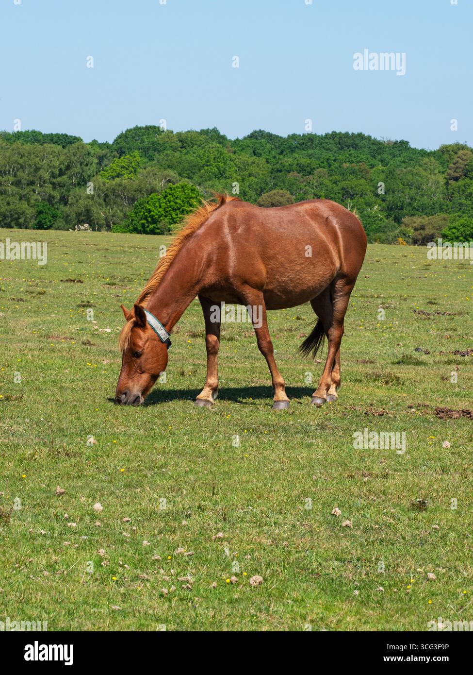 Poney de New Forest Equus caballus jument avec collier nourri sur Whitefield Moor, près de Brockenhurst, New Forest National Park, Hampshire, Angleterre, Royaume-Uni, mai Banque D'Images