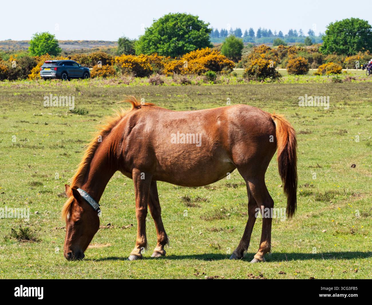 Poney de New Forest Equus caballus jument avec collier nourri sur Whitefield Moor, près de Brockenhurst, New Forest National Park, Hampshire, Angleterre, Royaume-Uni, mai Banque D'Images