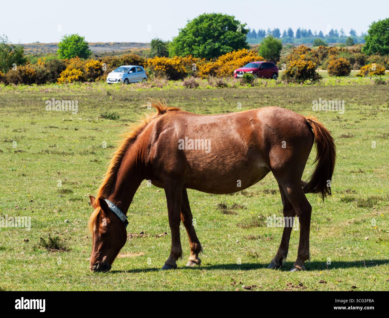 Poney de New Forest Equus caballus jument avec collier d'alimentation sur Whitefield Moor et circulation passant sur la route au-delà, près de Brockenhurst, New Forest Nati Banque D'Images