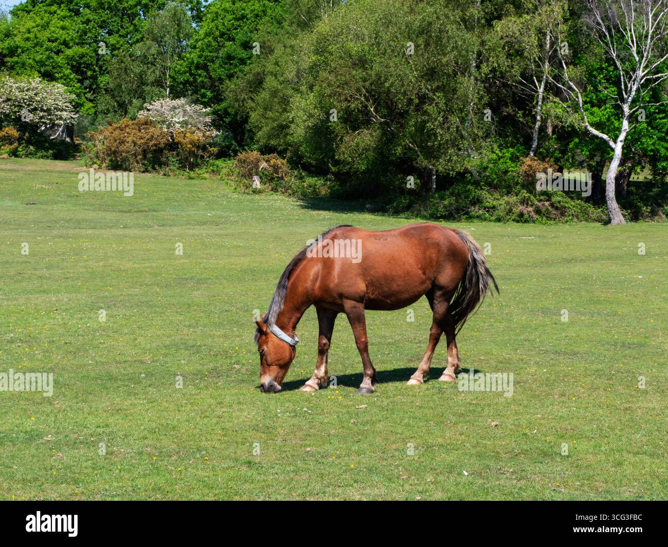 Poney de New Forest Equus caballus jument avec collier nourri sur Whitefield Moor, près de Brockenhurst, New Forest National Park, Hampshire, Angleterre, Royaume-Uni, mai Banque D'Images