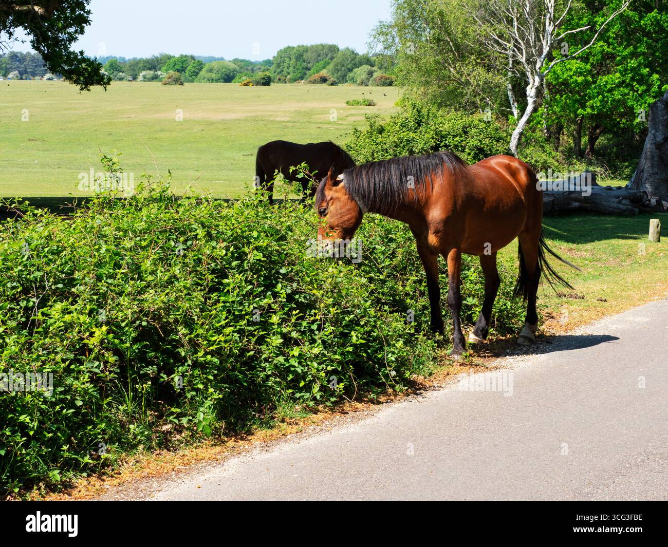 Poney de New Forest Equus caballus jument avec collier nourrissant sur le bord de la route Bramble Rubus fruticosus à côté de Whitefield Moor, près de Brockenhurst, New Forest Na Banque D'Images