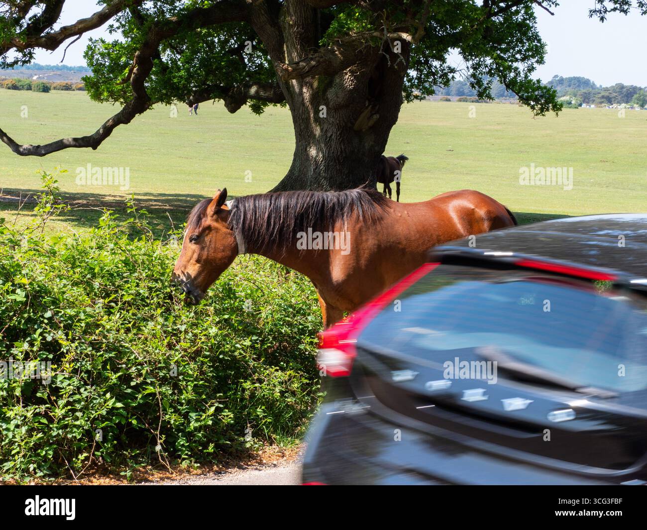 Poney New Forest Equus caballus jument avec collier nourrissant sur le bord de la route Bramble Rubus fruticosus avec une voiture de passage au premier plan à côté de Whitefield M. Banque D'Images