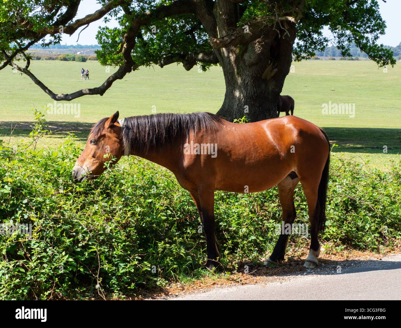 Poney de New Forest Equus caballus jument avec collier nourrissant sur le bord de la route Bramble Rubus fruticosus à côté de Whitefield Moor, près de Brockenhurst, New Forest Na Banque D'Images