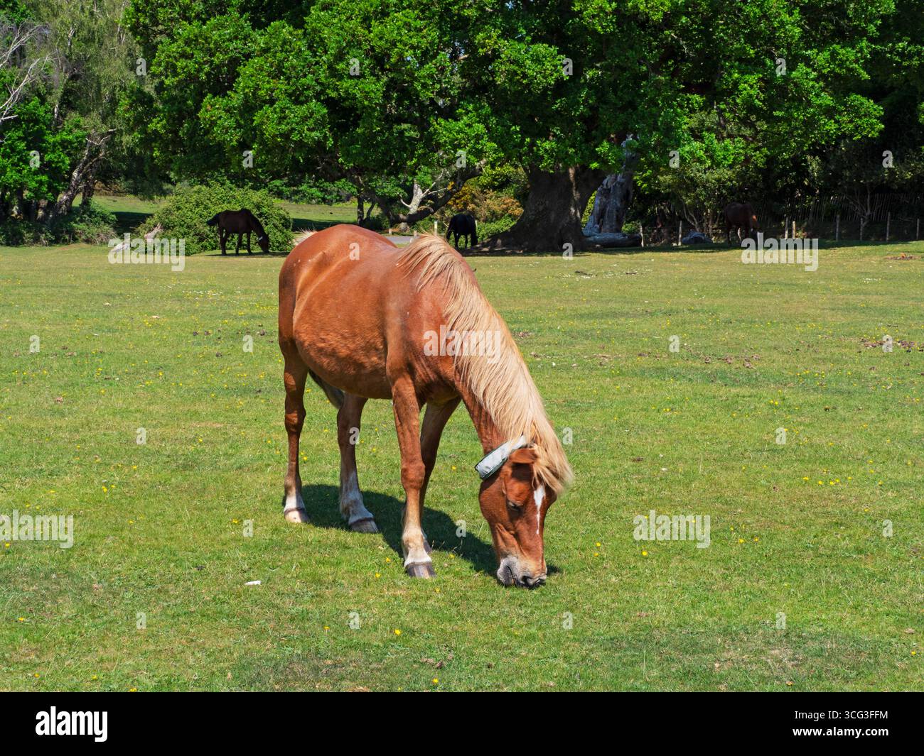 Poney de New Forest Equus caballus jument avec collier nourri sur Whitefield Moor, près de Brockenhurst, New Forest National Park, Hampshire, Angleterre, Royaume-Uni, mai Banque D'Images
