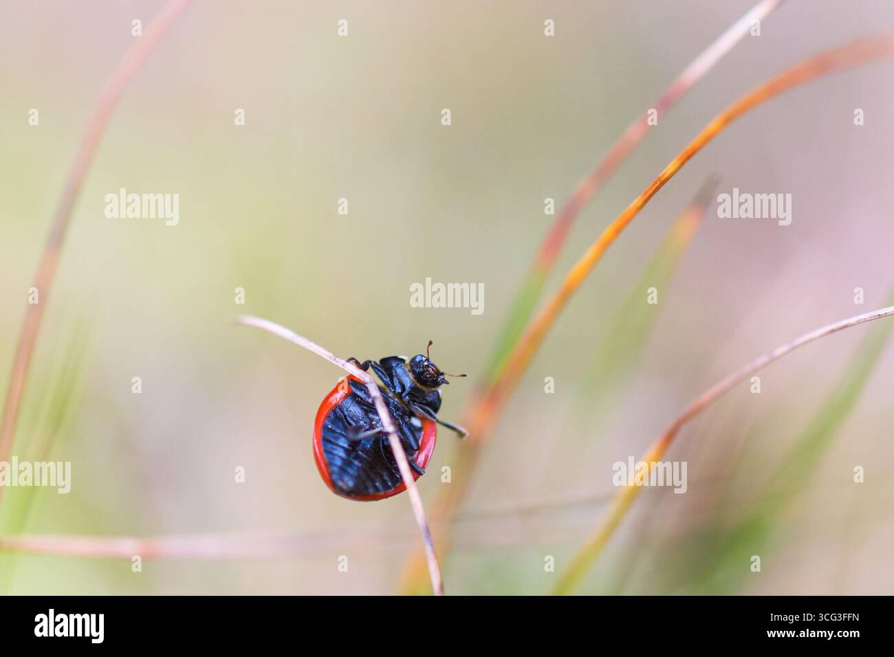 Coccinelle grimper sur un brin d'herbe Banque D'Images