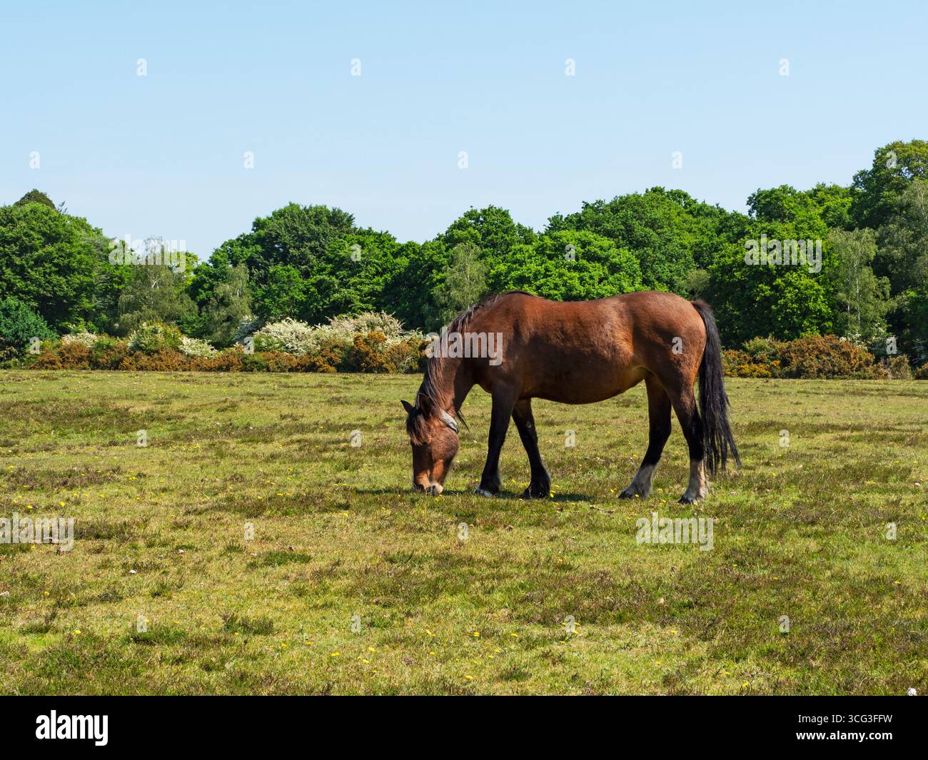 Poney de New Forest Equus caballus jument avec collier nourri sur White Moor, près de Brockenhurst, New Forest National Park, Hampshire, Angleterre, Royaume-Uni, mai 2025 Banque D'Images