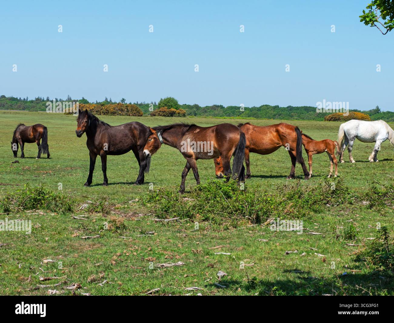 Groupe de poneys New Forest Equus caballus certains avec des colliers se nourrissant sur White Moor, près de Brockenhurst, New Forest National Park, Hampshire, Angleterre, U. Banque D'Images