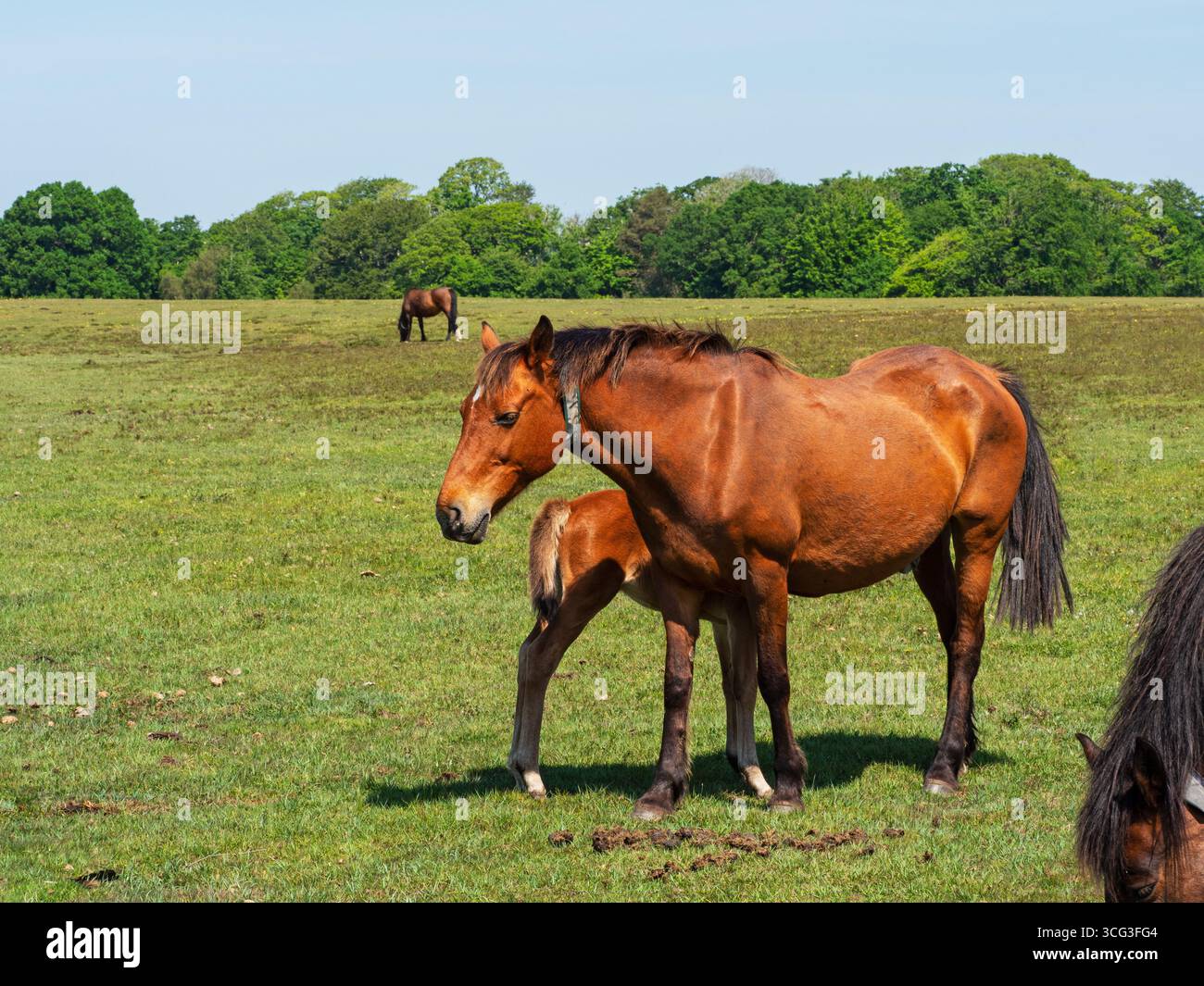 Poneys de New Forest Equus caballus certains avec colliers se nourrissent sur White Moor, près de Brockenhurst, New Forest National Park, Hampshire, Angleterre, Royaume-Uni, 20 mai Banque D'Images