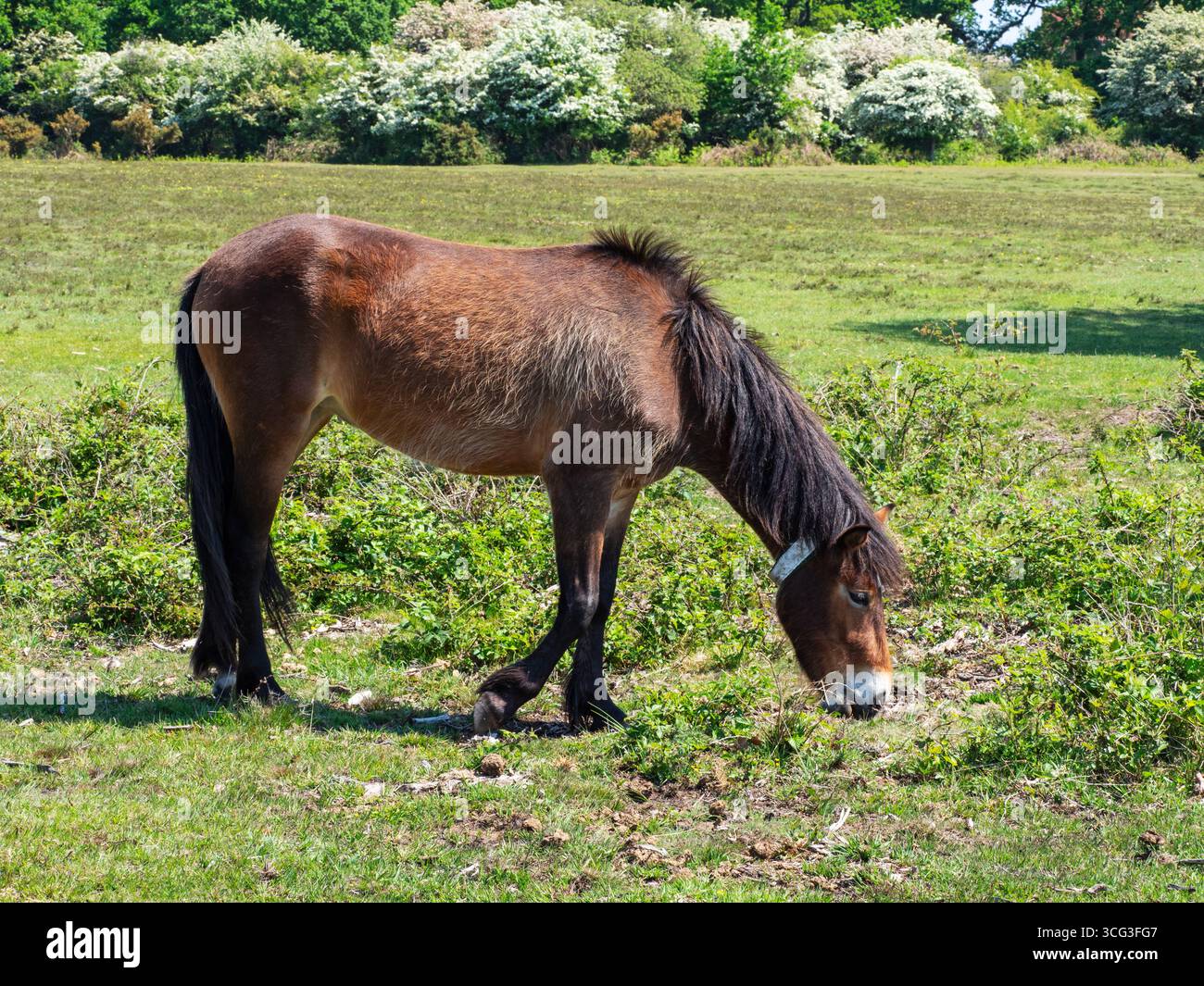 Poney de New Forest Equus caballus jument avec collier nourri sur White Moor avec Hawthorn Crataegus monogyna au-delà, près de Brockenhurst, New Forest National Banque D'Images