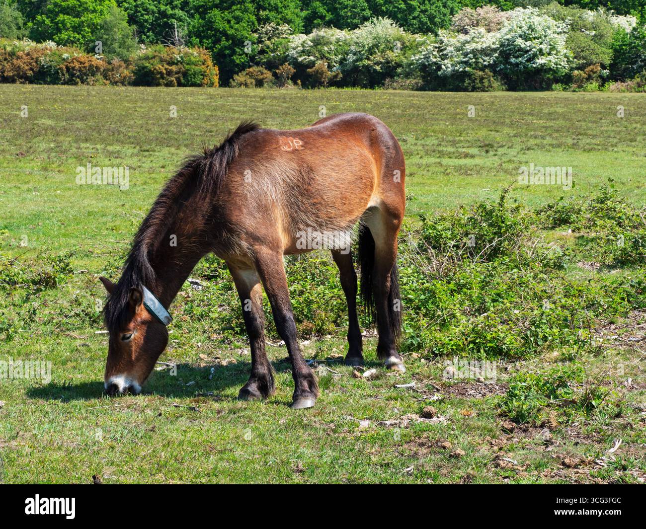 Poney de New Forest Equus caballus jument avec collier nourri sur White Moor, près de Brockenhurst, New Forest National Park, Hampshire, Angleterre, Royaume-Uni, mai 2025 Banque D'Images