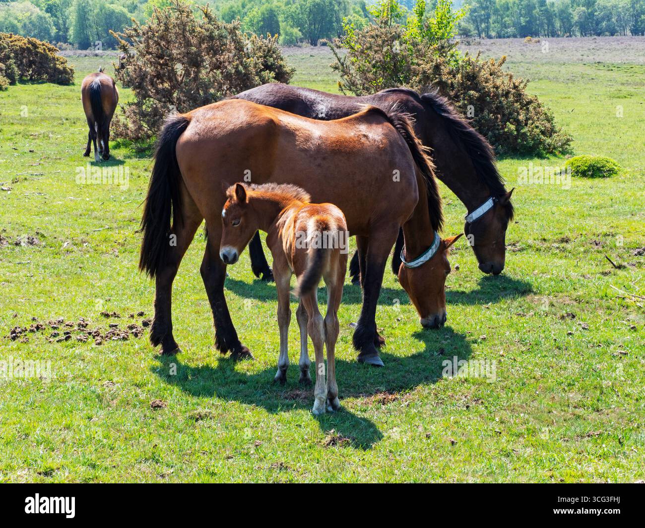 Groupe de poneys New Forest Equus caballus et un poulain dont certains avec des colliers se nourrissent sur White Moor, près de Brockenhurst, New Forest National Park, Hampshire, Banque D'Images