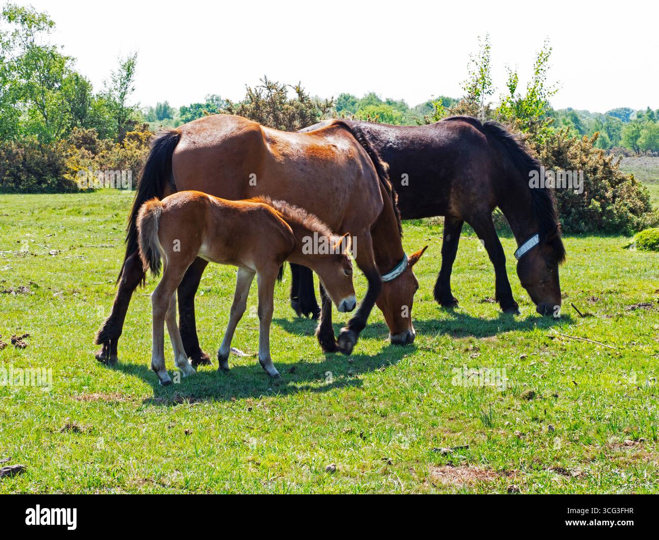 Groupe de poneys New Forest Equus caballus et un poulain dont certains avec des colliers se nourrissent sur White Moor, près de Brockenhurst, New Forest National Park, Hampshire, Banque D'Images