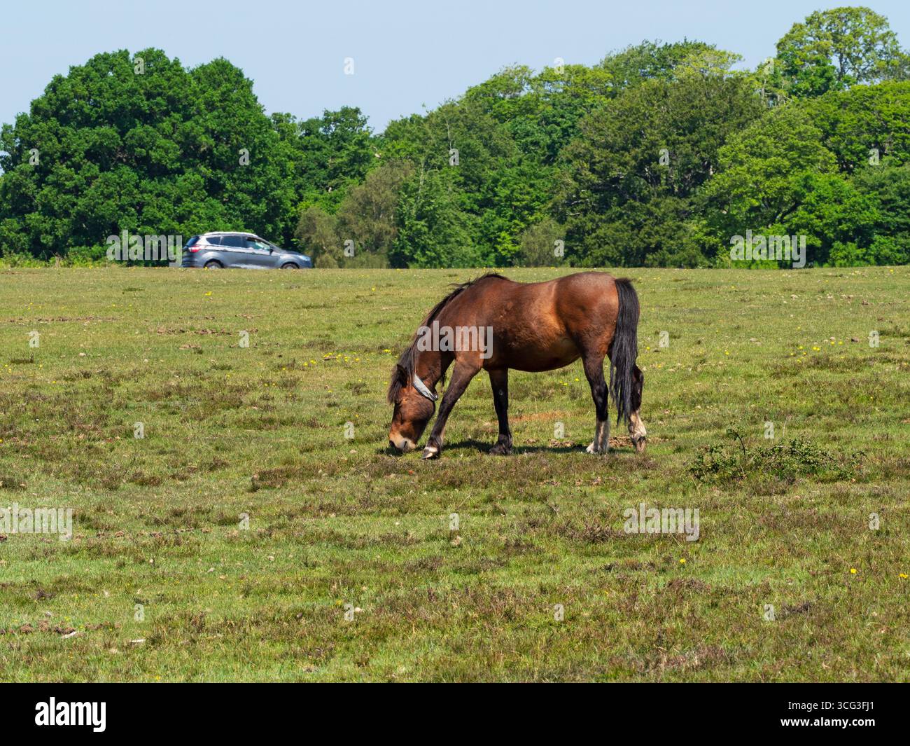 Poney de New Forest Equus caballus jument avec collier nourri sur White Moor, près de Brockenhurst, New Forest National Park, Hampshire, Angleterre, Royaume-Uni, mai 2025 Banque D'Images