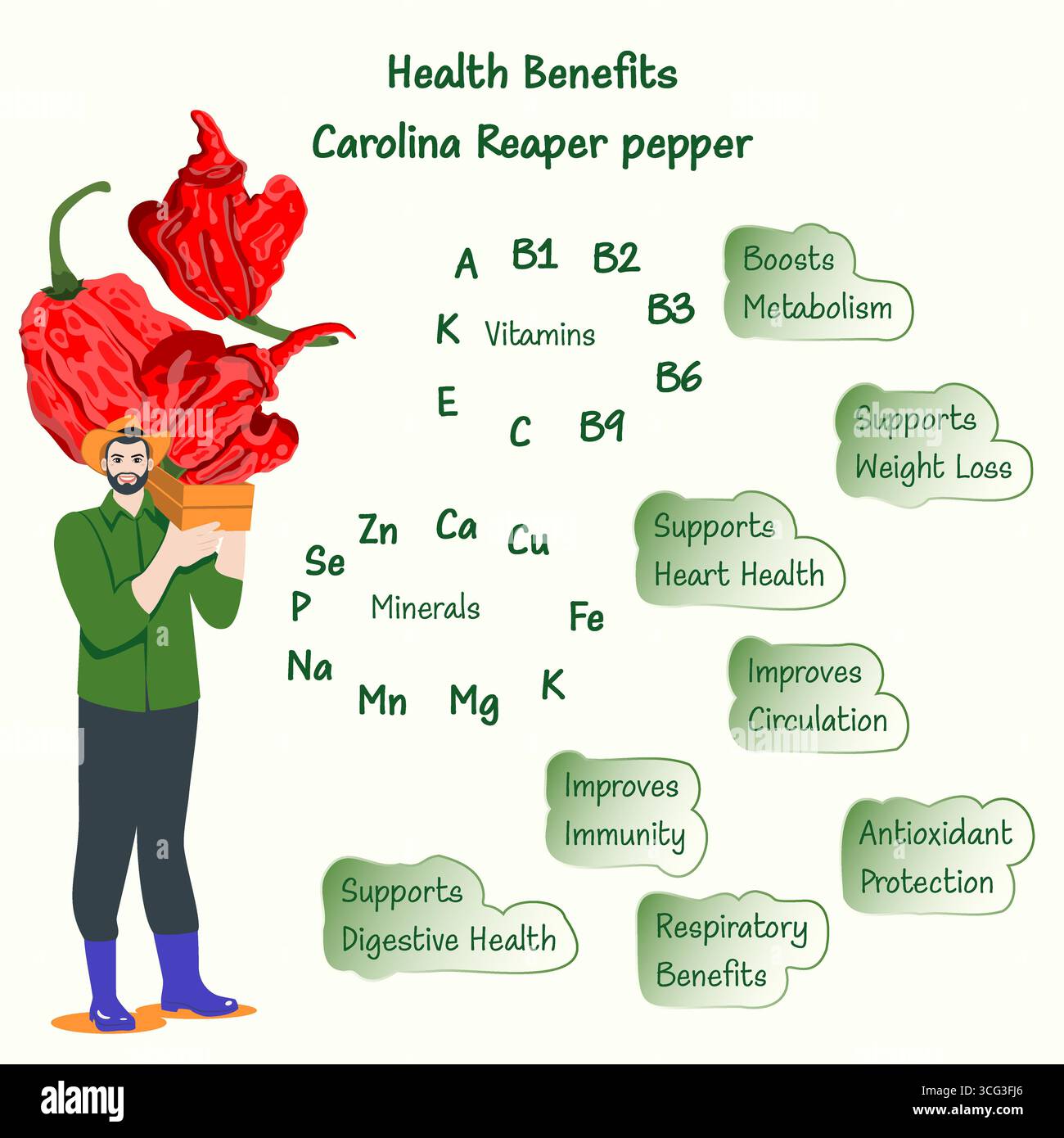 Bienfaits pour la santé et nutriments des poivrons Carolina Reaper ou HP22B. Piments. . Agriculteur tenant une caisse de poivrons. Illustration vectorielle isolée. Illustration de Vecteur