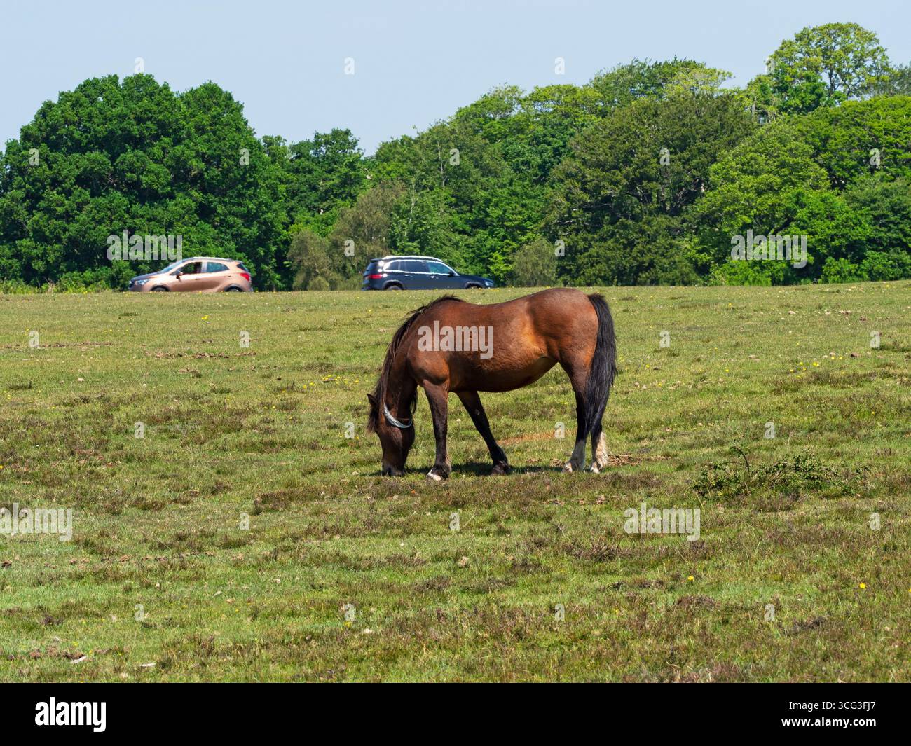 Poney de New Forest Equus caballus jument avec collier nourri sur White Moor, près de Brockenhurst, New Forest National Park, Hampshire, Angleterre, Royaume-Uni, mai 2025 Banque D'Images