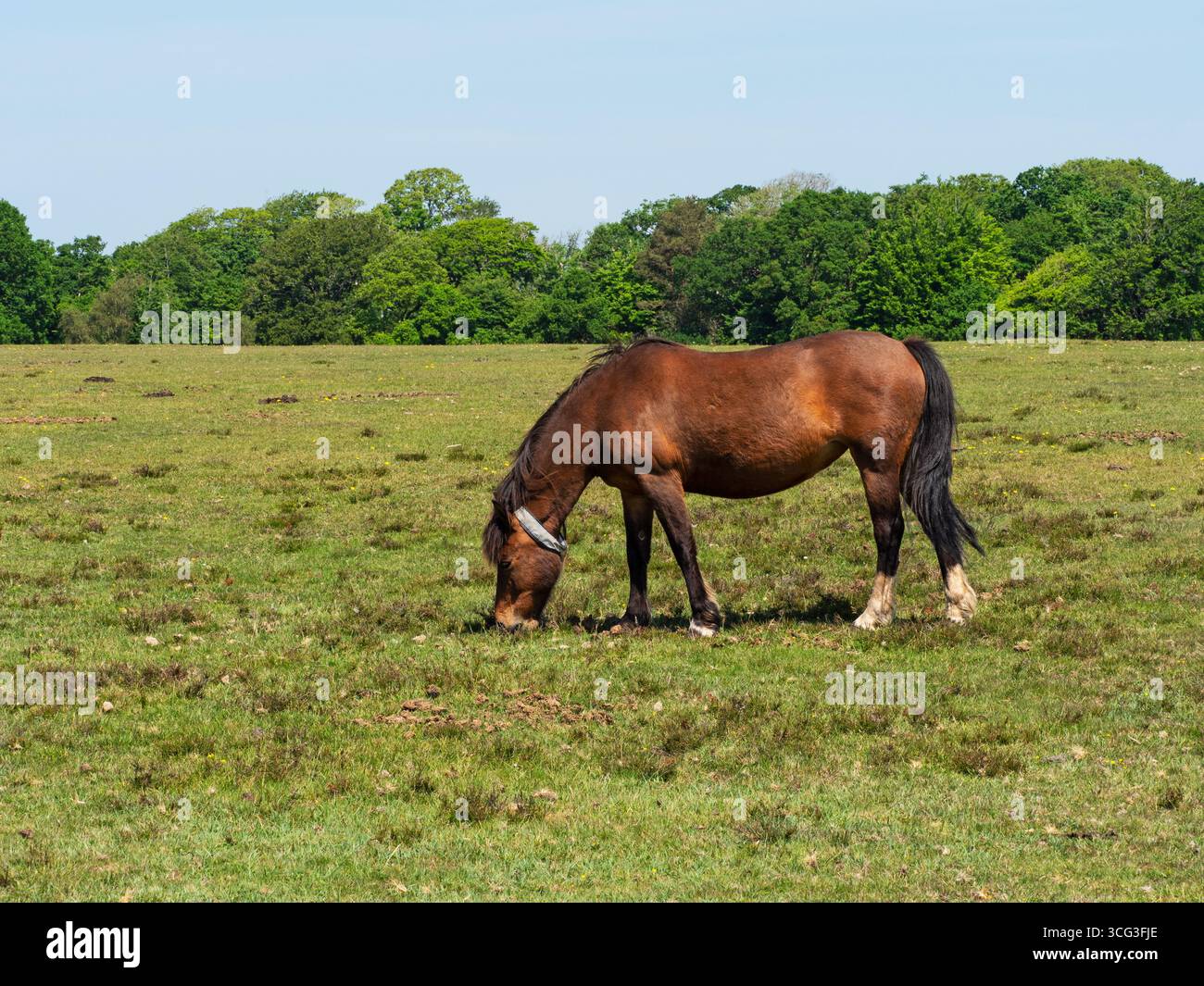 Poney de New Forest Equus caballus jument avec collier nourri sur White Moor, près de Brockenhurst, New Forest National Park, Hampshire, Angleterre, Royaume-Uni, mai 2025 Banque D'Images