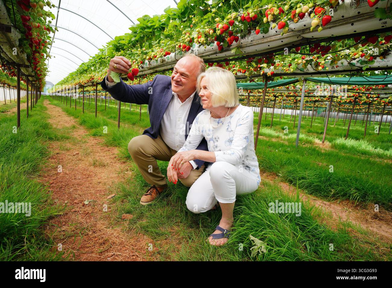 Le leader libéral démocrate Sir Ed Davey participe à la cueillette des fraises avec Tessa Munt, la députée de Wells & Mendip Hills, au Warren's Farm Shop à Draycott, près de Cheddar, Somerset. Date de la photo : mardi 26 août 2025. Banque D'Images Le leader libéral démocrate Sir Ed Davey participe à la cueillette des fraises avec Tessa Munt, la députée de Wells & Mendip Hills, au Warren's Farm Shop à Draycott, près de Cheddar, Somerset. Date de la photo : mardi 26 août 2025. Banque D'Images