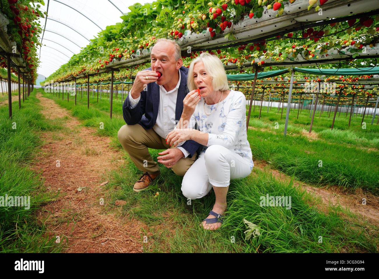 Le leader libéral démocrate Sir Ed Davey participe à la cueillette des fraises avec Tessa Munt, la députée de Wells & Mendip Hills, au Warren's Farm Shop à Draycott, près de Cheddar, Somerset. Date de la photo : mardi 26 août 2025. Banque D'Images Le leader libéral démocrate Sir Ed Davey participe à la cueillette des fraises avec Tessa Munt, la députée de Wells & Mendip Hills, au Warren's Farm Shop à Draycott, près de Cheddar, Somerset. Date de la photo : mardi 26 août 2025. Banque D'Images