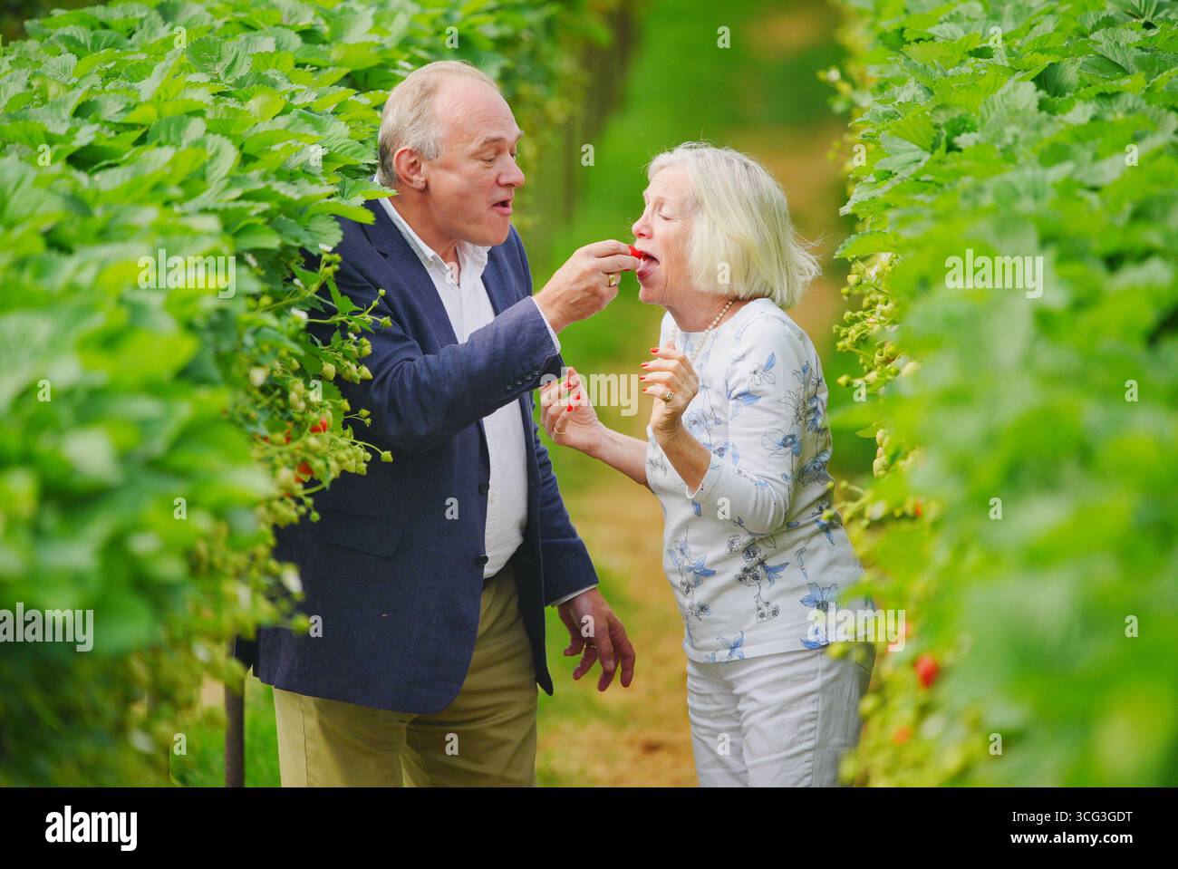 Le leader libéral démocrate Sir Ed Davey participe à la cueillette des fraises avec Tessa Munt, la députée de Wells & Mendip Hills, au Warren's Farm Shop à Draycott, près de Cheddar, Somerset. Date de la photo : mardi 26 août 2025. Banque D'Images Le leader libéral démocrate Sir Ed Davey participe à la cueillette des fraises avec Tessa Munt, la députée de Wells & Mendip Hills, au Warren's Farm Shop à Draycott, près de Cheddar, Somerset. Date de la photo : mardi 26 août 2025. Banque D'Images