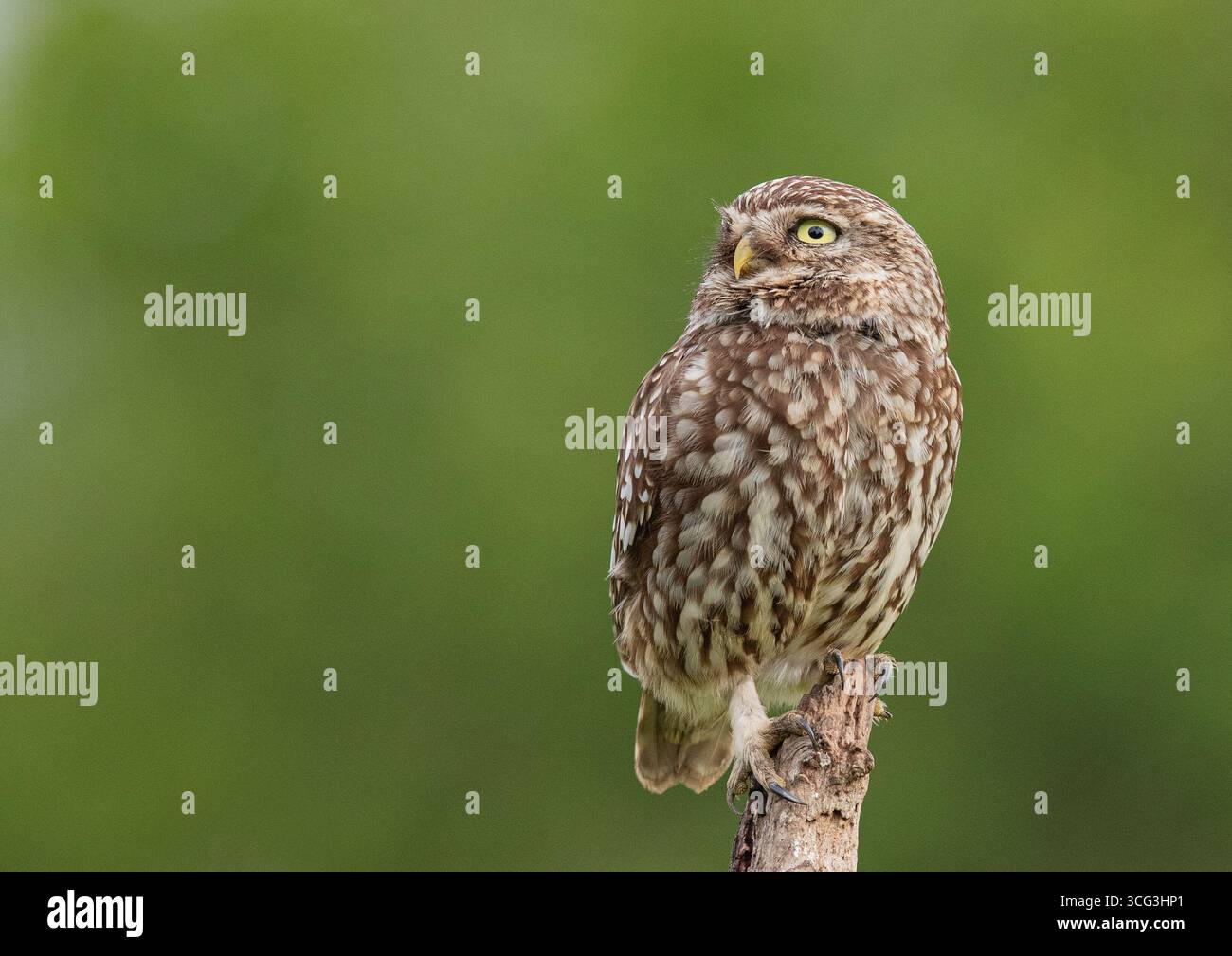 Un portrait détaillé d'une petite chouette ( Athene noctua) regardant vers le haut avec de grands yeux pour repérer le danger . Prise sur fond vert clair. , Kent Royaume-Uni Banque D'Images Un portrait détaillé d'une petite chouette ( Athene noctua) regardant vers le haut avec de grands yeux pour repérer le danger . Prise sur fond vert clair. , Kent Royaume-Uni Banque D'Images