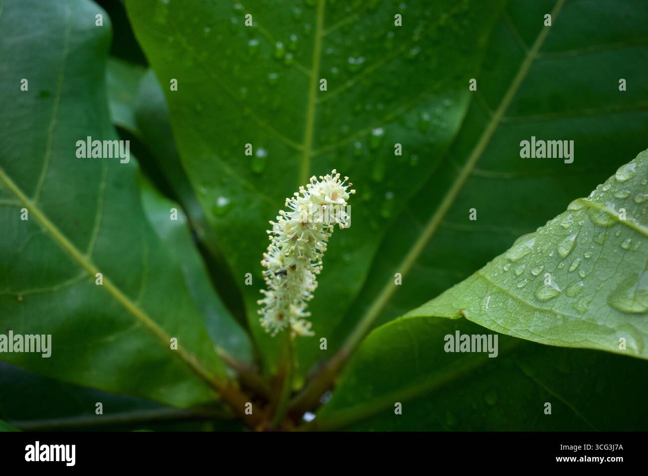 Amande indienne, amande de plage (Terminalia catappa) fleurs. Mise au point peu profonde. Banque D'Images