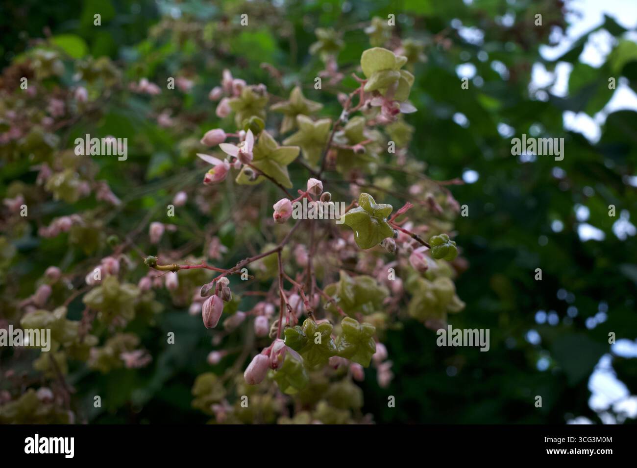 Tahongai, arbre invité, Kleinhovia hospita, connu sous le nom de Katimaha, Timoho (Java, Indonésie) fleurs roses et graines. Banque D'Images
