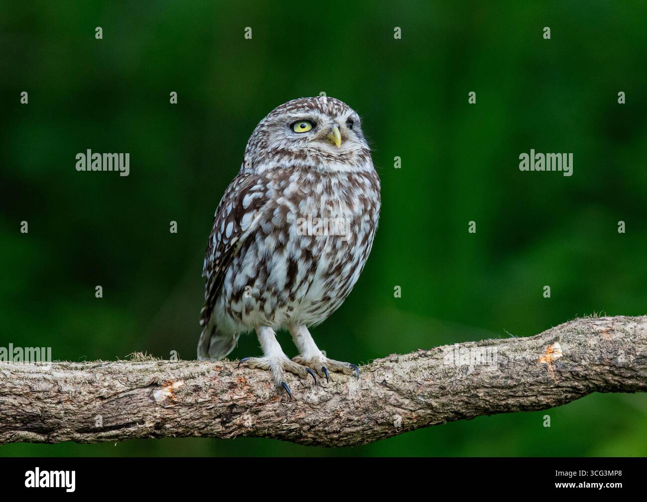 Un portrait détaillé d'une petite chouette ( Athene noctua) regardant vers le haut avec de grands yeux pour repérer le danger . Prise sur fond vert clair. , Kent Royaume-Uni Banque D'Images Un portrait détaillé d'une petite chouette ( Athene noctua) regardant vers le haut avec de grands yeux pour repérer le danger . Prise sur fond vert clair. , Kent Royaume-Uni Banque D'Images